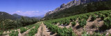Vineyard on the Mountain, Dentelles de Montmiral, Provence, France Photographic Print by Panoramic Images 