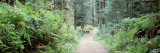 Plants in a Rain Forest, Trail Quinault Rain Forest, Olympic National Park, Washington State, USA Lámina fotográfica por Panoramic Images Plants in a Rain Forest, Trail Quinault Rain Forest, Olympic National Park, Washington State, USA Lámina fotográfica por Panoramic Images