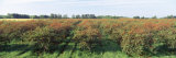 Cherries in a Field, Door County, Wisconsin, USA Photographic Print by Panoramic Images 