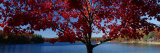 Walden Pond, Concord, Massachusetts, USA Photographie par Panoramic Images 