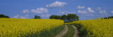 Path in a Field, Germany Photographic Print by Panoramic Images 