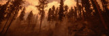 Trees in a Forest, Bitteroot Valley, Montana, USA Lámina fotográfica por Panoramic Images Trees in a Forest, Bitteroot Valley, Montana, USA Lámina fotográfica por Panoramic Images