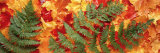 Fallen Maple Leaves Photographic Print by Panoramic Images 