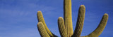 Saguaro Cactus, Saguaro National Monument, Arizona, USA Photographic Print by Panoramic Images 