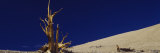 Bare Tree on a Landscape, USA Photographic Print by Panoramic Images Bare Tree on a Landscape, USA Photographic Print by Panoramic Images