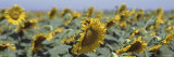 Field of Sunflowers, Central Valley, California, USA Lámina fotográfica por Panoramic Images