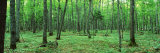 Trees in a Forest, Black River National Forest, Michigan, USA Photographic Print by Panoramic Images 