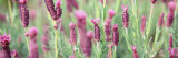 Italian Lavender Photographic Print by Panoramic Images 