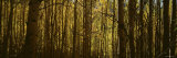 Trees in a Forest, New Mexico, USA Fotografie-Druck von Panoramic Images 