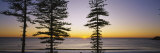 Silhouette of Trees at Dawn, Manly Beach, Sydney, New South Wales, Australia Fotografie-Druck von Panoramic Images 