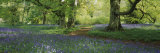 Bluebells in a Forest, Thorp Perrow Arboretum, North Yorkshire, England Photographic Print by Panoramic Images 