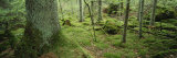 Moss on a Tree Trunk in the Forest, Siggeboda, Smaland, Sweden Photographic Print by Panoramic Images 