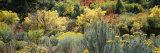 Flowers, Utah County, Utah, USA Photographic Print by Panoramic Images 