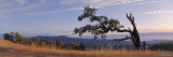 Lone Tree on a Cliff, Bob Hope Oak Eight Mile Ridge, Humboldt County, California, USA Photographic Print by Panoramic Images 