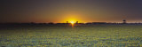 Field of Safflower at Dusk, Sacramento, California, USA Lámina fotográfica por Panoramic Images