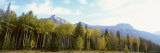 Trees on a Field, Icefields Parkway, Canadian Rockies, Jasper National Park, Alberta, Canada Photographic Print by Panoramic Images 