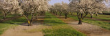 Almond Trees in an Orchard, Sacramento Valley, California, USA Photographic Print by Panoramic Images 