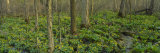 Trees among Yellow Flowers in the Forest, Cedar Bog, Urbana, Ohio, USA Photographic Print by Panoramic Images 
