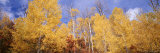 Aspen Trees, Colorado, USA Photographic Print by Panoramic Images