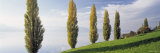 Row of Populus Trees near a Lake, Lake Zug, Switzerland Photographic Print by Panoramic Images Row of Populus Trees near a Lake, Lake Zug, Switzerland Photographic Print by Panoramic Images