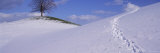 Lone Linden Tree on a Hill, Switzerland Lámina fotográfica por Panoramic Images Lone Linden Tree on a Hill, Switzerland Lámina fotográfica por Panoramic Images