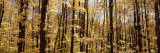 Trees in a Forest, Alleghany State Park, New York State, USA Lámina fotográfica por Panoramic Images
