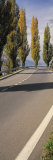Populus Trees Lining a Road, Lake Zug, Switzerland Photographic Print by Panoramic Images 
