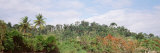Plant Growth in a Forest, Manual Antonia National Park, Quepos, Costa Rica Photographic Print by Panoramic Images 