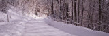 Bare Trees along a Snow Covered Road, Crystal Downs, Michigan, USA Reprodukcja zdjęcia autor Panoramic Images
