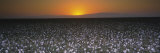 Cotton Crops in a Field, San Joaquin Valley, California, USA Photographic Print by Panoramic Images 