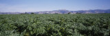 Artichoke Crop in a Field, Salinas Valley, California, USA Photographic Print by Panoramic Images 