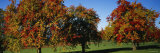 Pear Trees in a Field, Swiss Midlands, Switzerland Photographic Print by Panoramic Images 