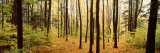 Trees in a Forest, Chestnut Ridge Park, Orchard Park, New York State, USA Lámina fotográfica por Panoramic Images Trees in a Forest, Chestnut Ridge Park, Orchard Park, New York State, USA Lámina fotográfica por Panoramic Images