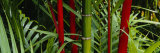 Bamboo Trees, Hawaii, USA Photographic Print by Panoramic Images 
