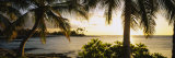 Palm Trees on the Coast, Kohala Coast, Big Island, Hawaii, USA Fotografie-Druck von Panoramic Images 