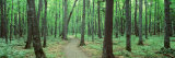 Walkway Running through a Forest, Black River National Forest, Michigan, USA Photographic Print by Panoramic Images 