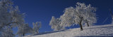 Cherry Trees on a Snow Covered Landscape, Aargau, Switzerland Photographic Print by Panoramic Images 