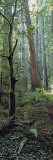 Tree Trunks, Redwood State Park, Humboldt County, California, USA Photographie par Panoramic Images 