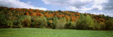 Trees, Vermont, USA Photographic Print by Panoramic Images 