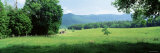 Hut in a Grassland, Cades Cove, Great Smoky Mountains National Park, Tennessee, USA Lámina fotográfica por Panoramic Images Hut in a Grassland, Cades Cove, Great Smoky Mountains National Park, Tennessee, USA Lámina fotográfica por Panoramic Images