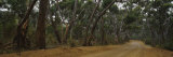 Dirt Road Passing through a Forest, Kangaroo Island, Australia Fotografie-Druck von Panoramic Images 