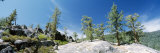 Pine Trees, California, USA Photographic Print by Panoramic Images 
