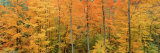 Trees in a Forest, Memorial State Forest, New York State, USA Lámina fotográfica por Panoramic Images Trees in a Forest, Memorial State Forest, New York State, USA Lámina fotográfica por Panoramic Images