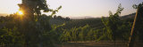 Vineyard at Sunset, Napa Valley, California, USA Photographic Print by Panoramic Images 
