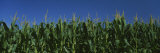 Corn Crop in a Field, New York State, USA Photographic Print by Panoramic Images 