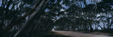 Eucalyptus Trees Leaning over a Road, Kangaroo Island, Australia Photographic Print by Panoramic Images 