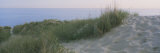 Grass on a Sand Dune, Indiana, USA Photographic Print by Panoramic Images 