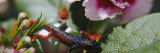Salamander on Flowers Photographic Print by Panoramic Images 