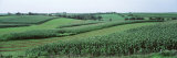 Corn Growing in a Field, Grant County, Wisconsin, USA Lámina fotográfica por Panoramic Images