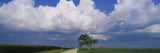 Oak Tree in a Landscape, Stelle, Illinois, USA Photographic Print by Panoramic Images Oak Tree in a Landscape, Stelle, Illinois, USA Photographic Print by Panoramic Images